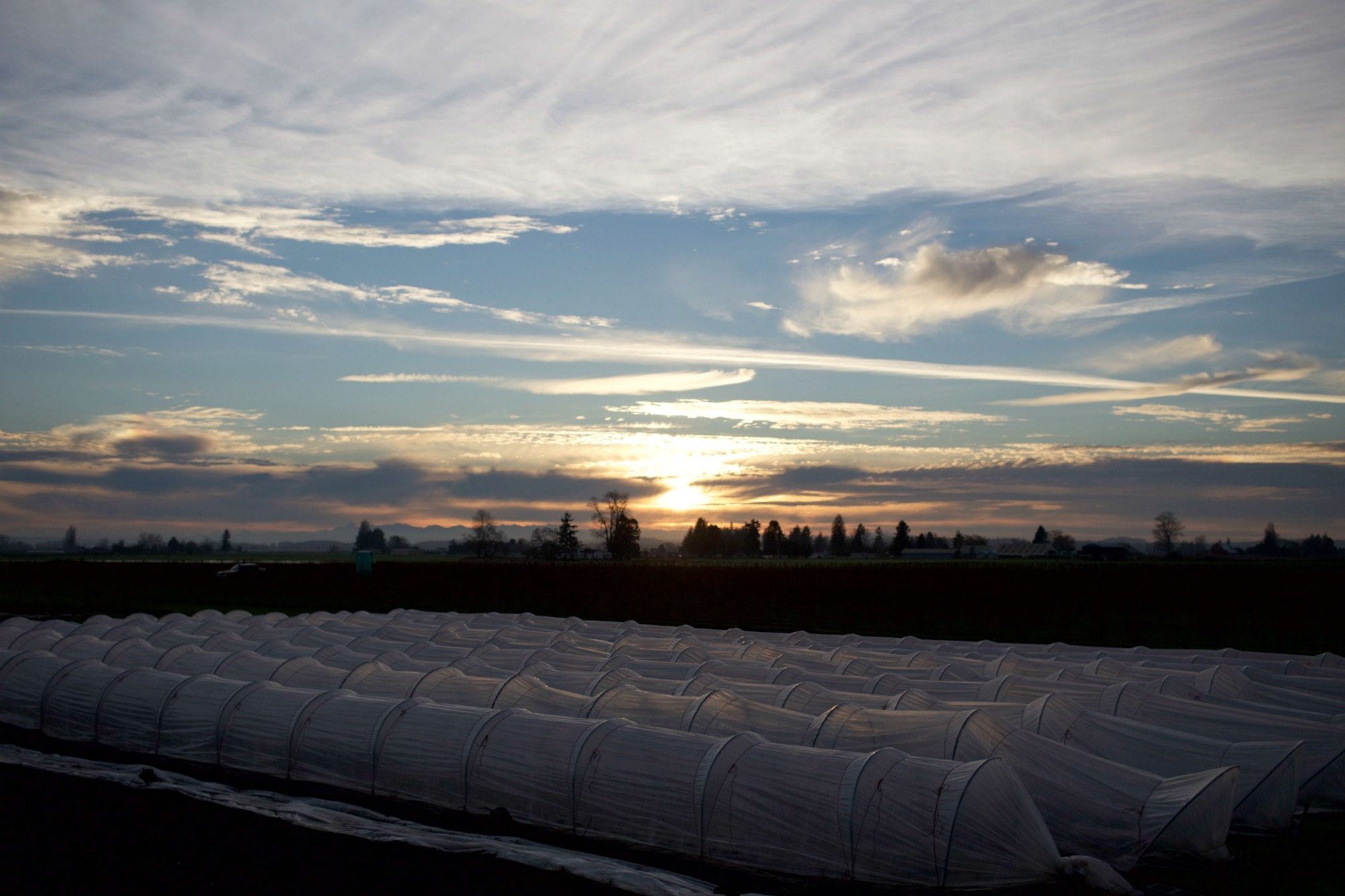 Greenhouse at sunset