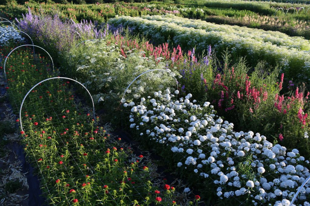 custom length you choose 6" squares green 6.5 feet wide Horticultural Trellis