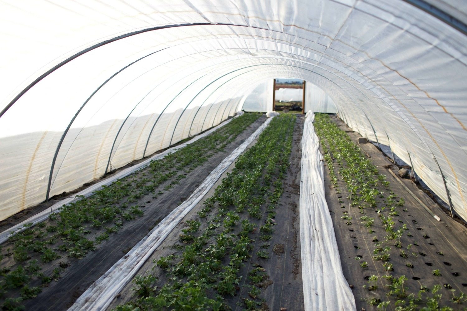 Plants growing in a greenhouse