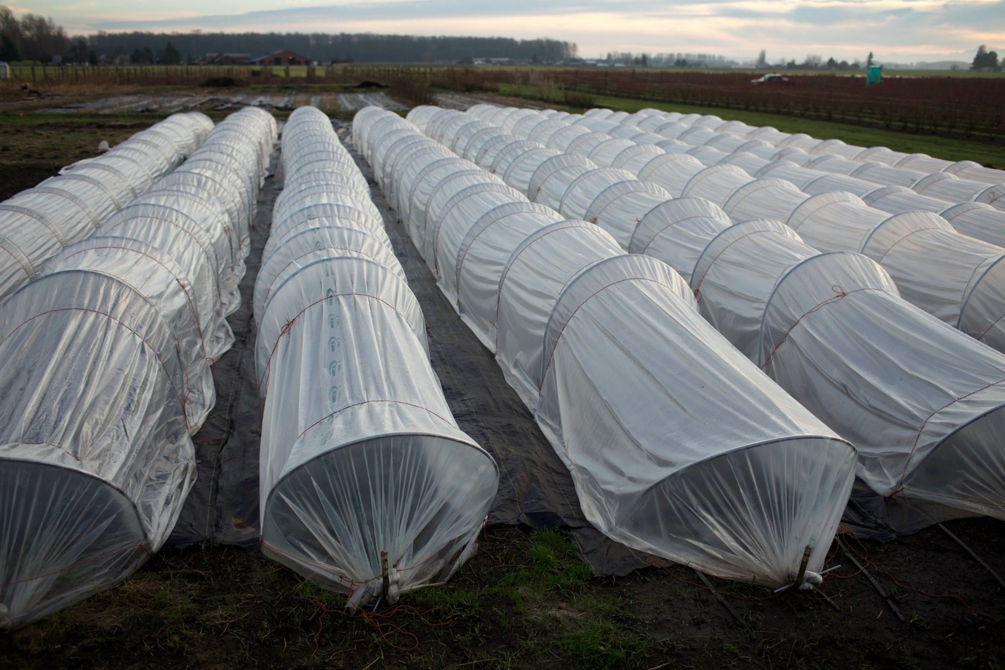 Mini greenhouse tunnels