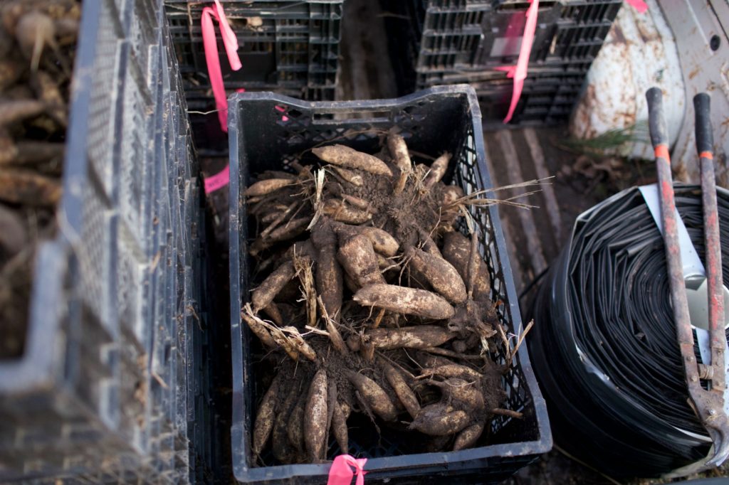 tubers