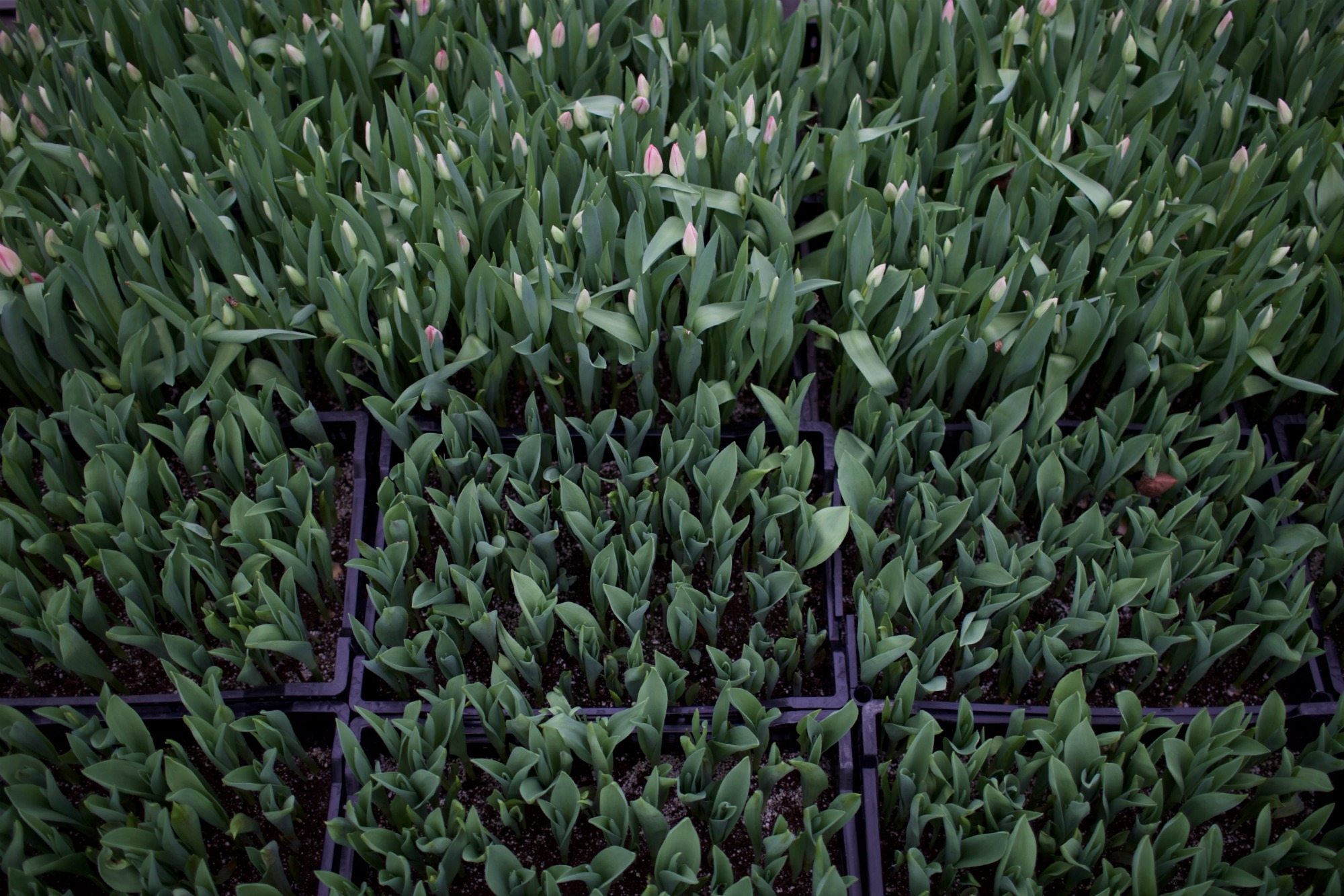 Tulips growing in crates