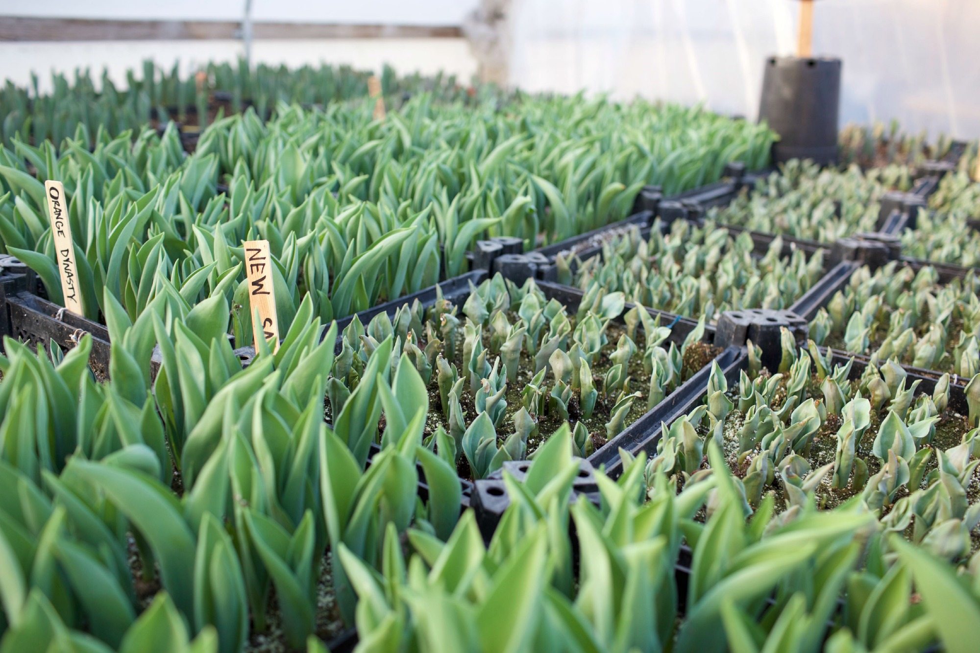 Tulips growing in crates