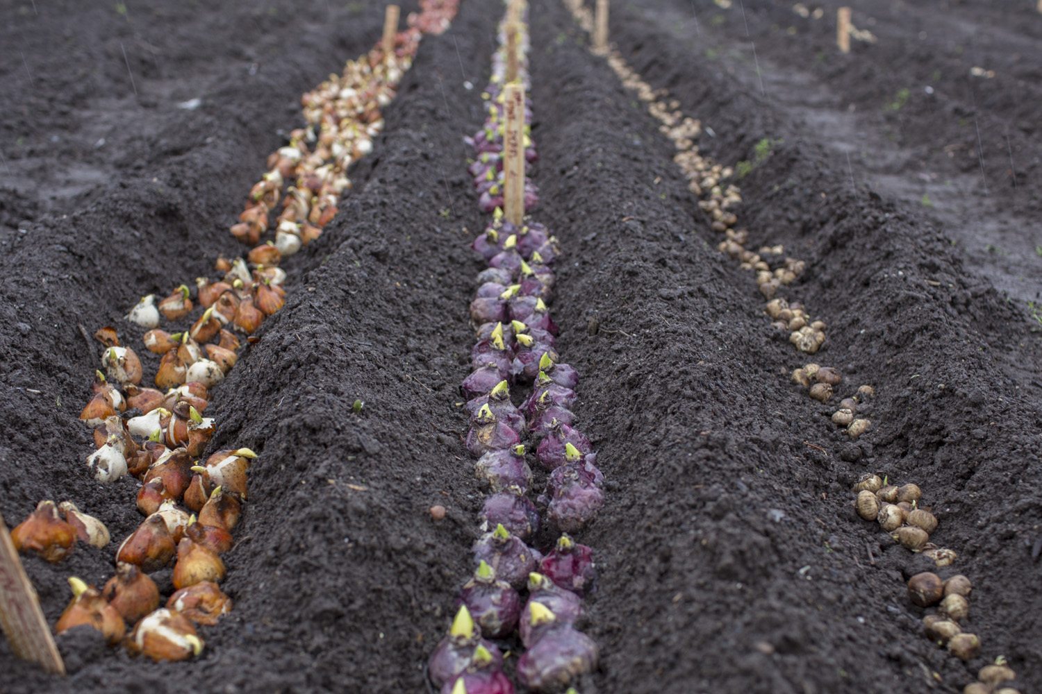 Bulbs planted in trenches