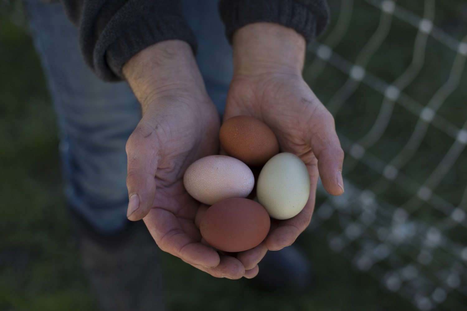 Hands holding eggs