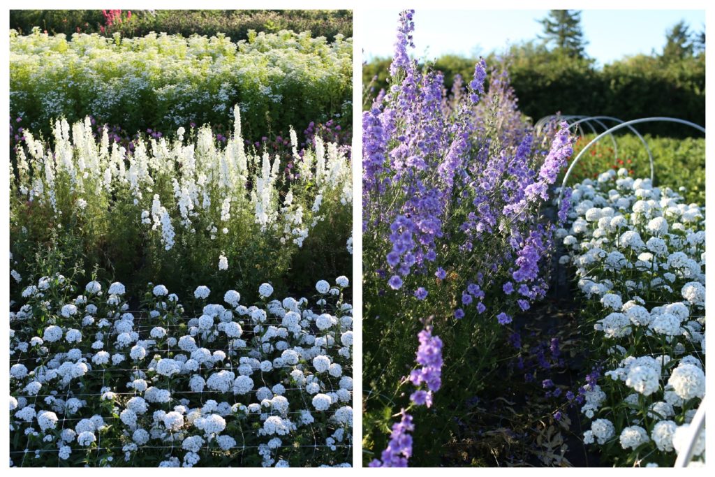 harvestinglarkspur