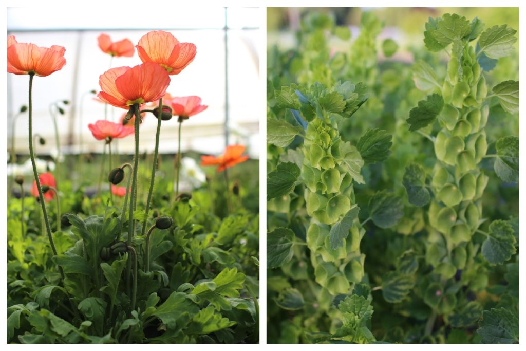 harvestingpoppies