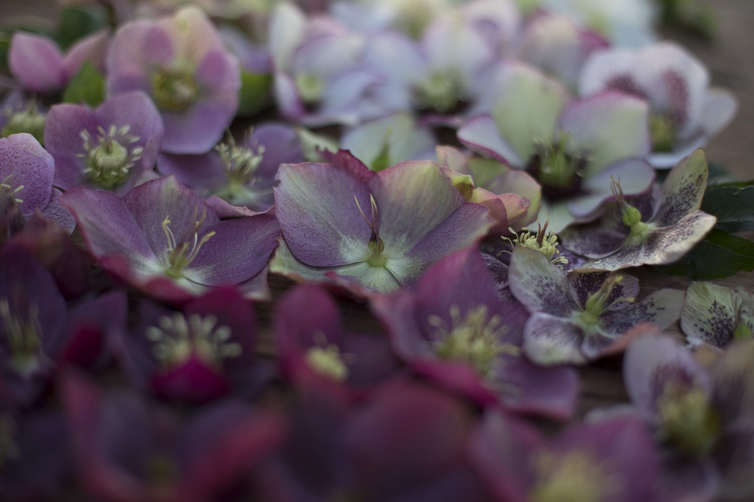 hellebore-22