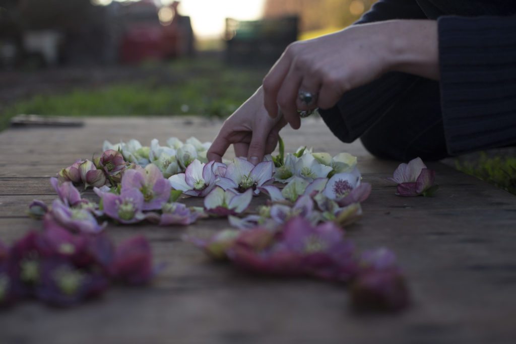 Learn How to Harvest Hellebores So They Won't Wilt in the Vase