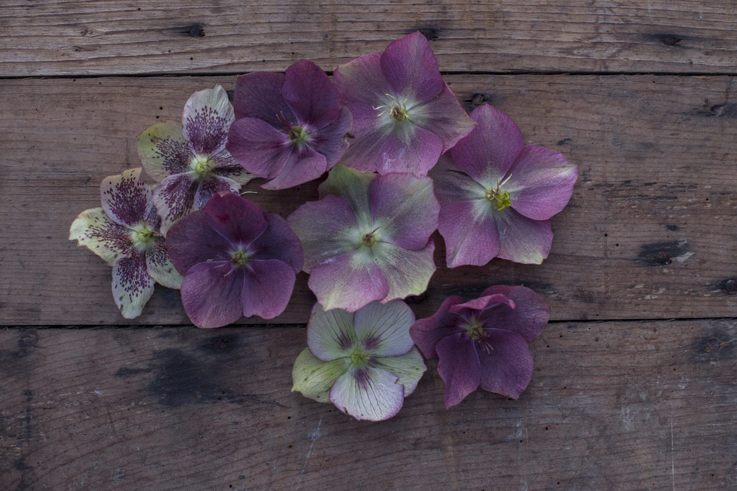 Hellebore flowers