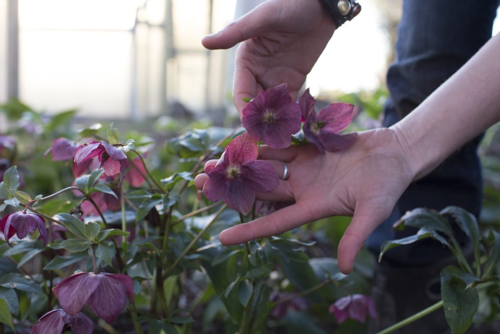 Video: How to Grow, Hydrate, and Hold Hellebores as Cut Flowers