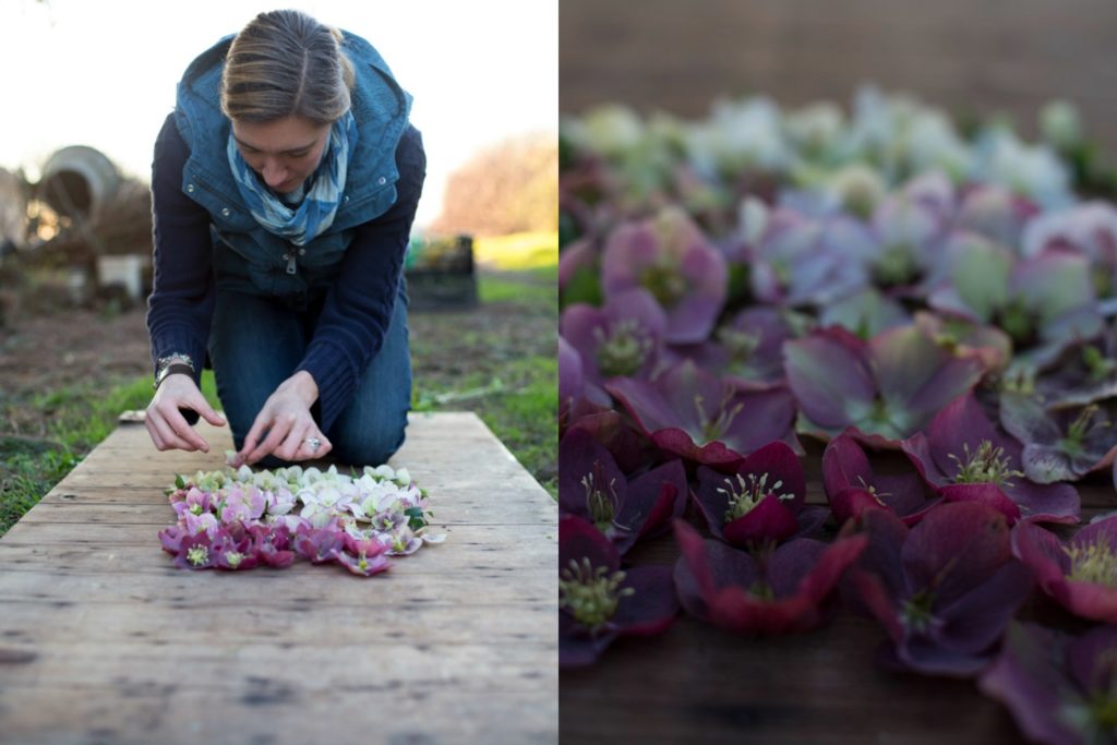 Learn How to Harvest Hellebores So They Won't Wilt in the Vase