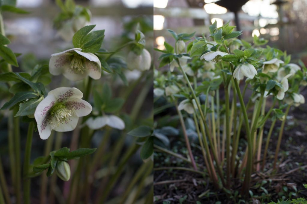 helleborewhite