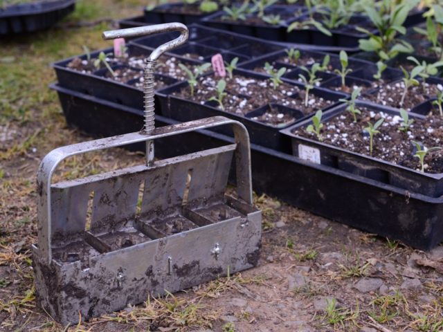 A soil blocker tool next to trays of seedlings