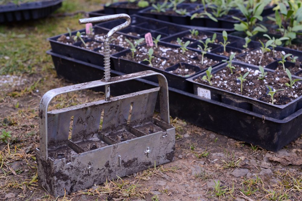 A soil blocker tool next to trays of seedlings