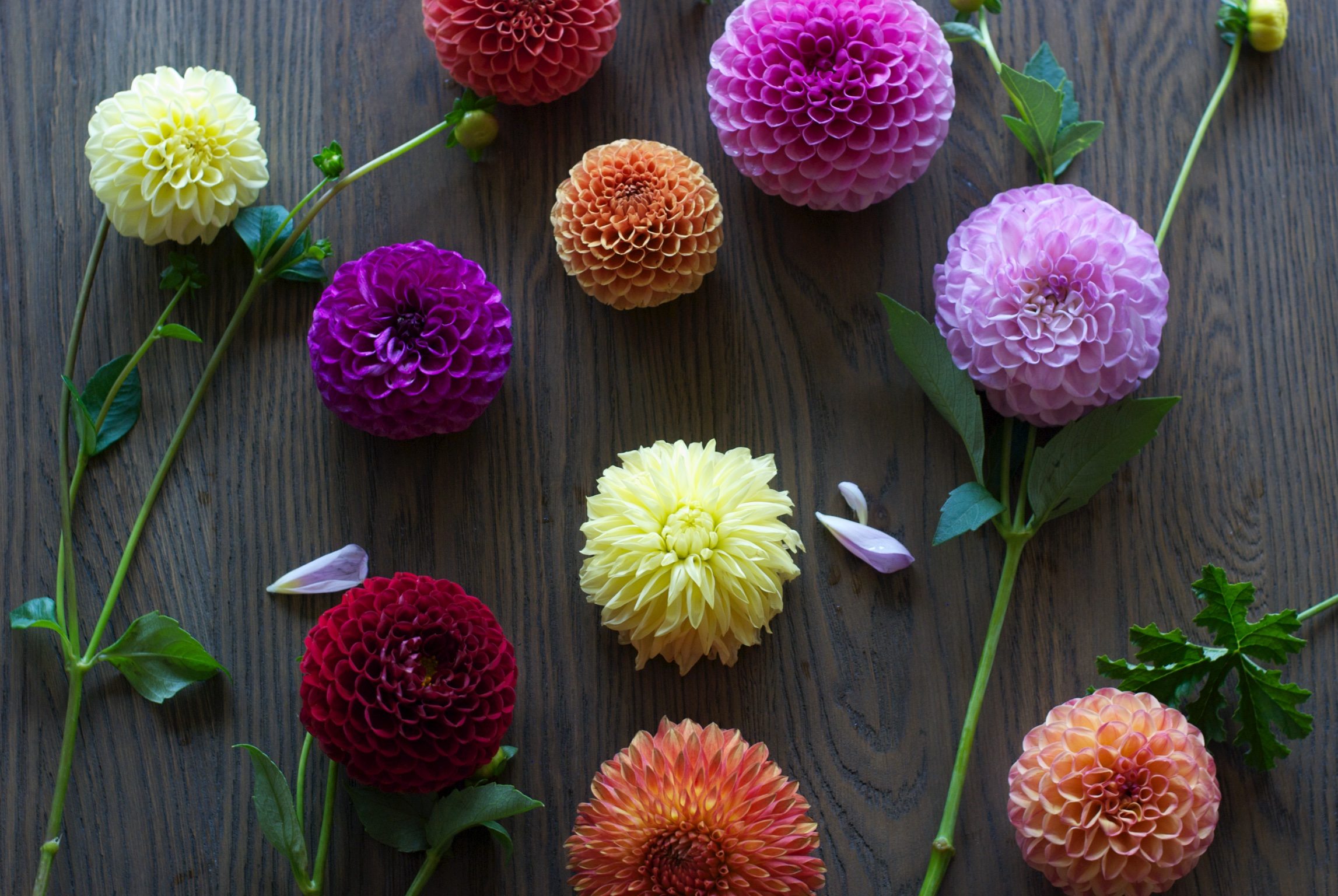 Dahlia blooms