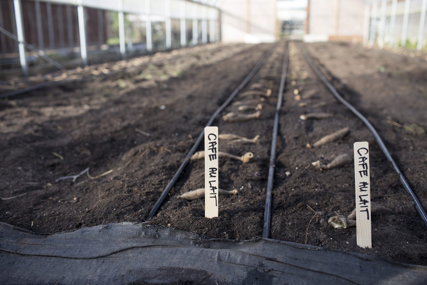 Dahlia tubers laid in labeled beds