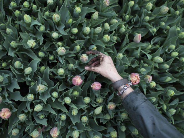 A hand reaching into a bed of tulips