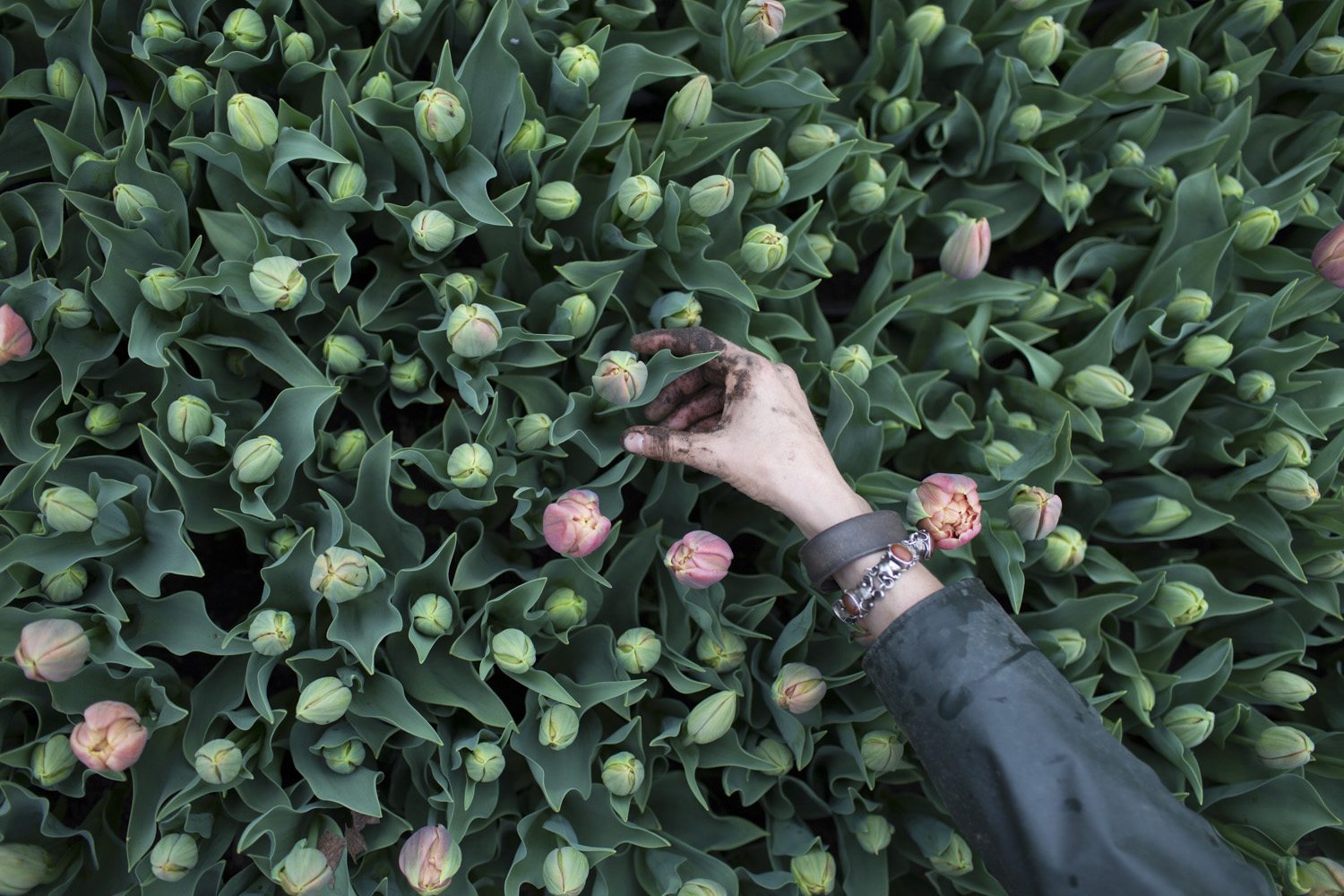 A hand reaching into a bed of tulips