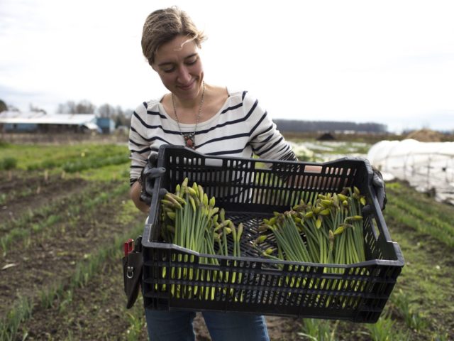 Erin Benzakein holding a crate of daffodil buds