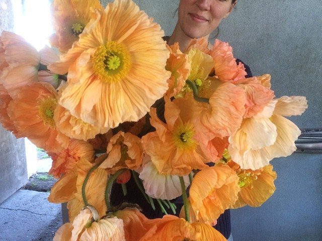 Erin Benzakein holding an armload of iceland poppies