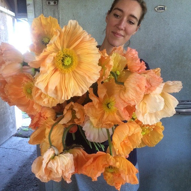 Erin Benzakein holding an armload of iceland poppies