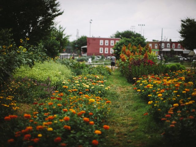 A garden in a city