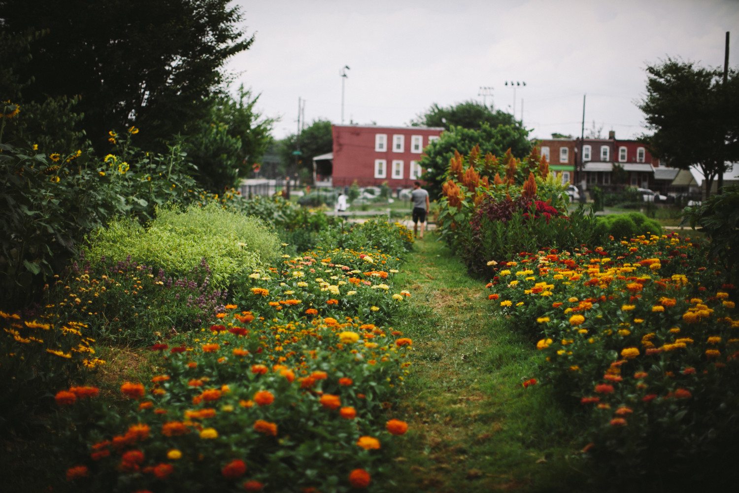 A garden in a city