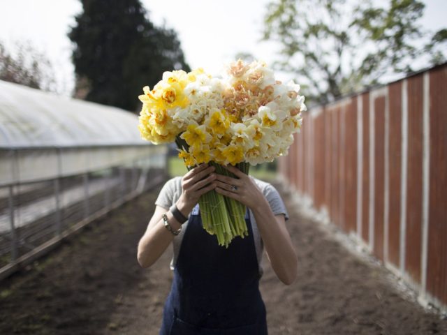 Erin Benzakein holding a bunch of daffodils