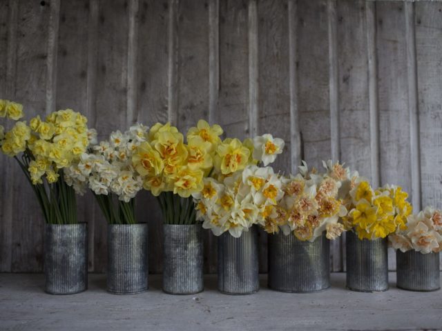 Vases of daffodils