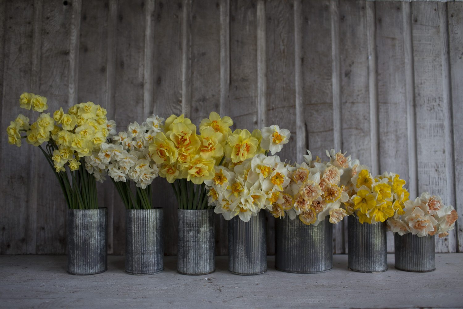 Vases of daffodils