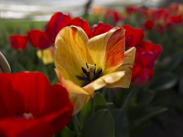 A tulip