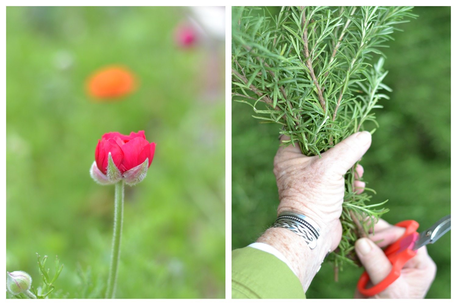 Ranunculus and rosemary