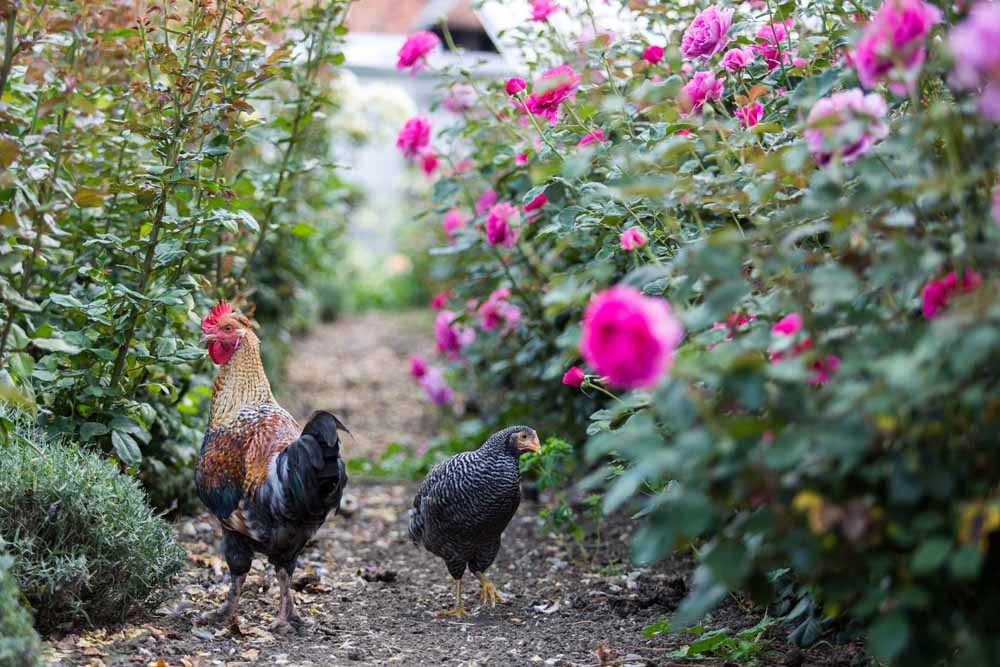 Chickens in between rows of flowers