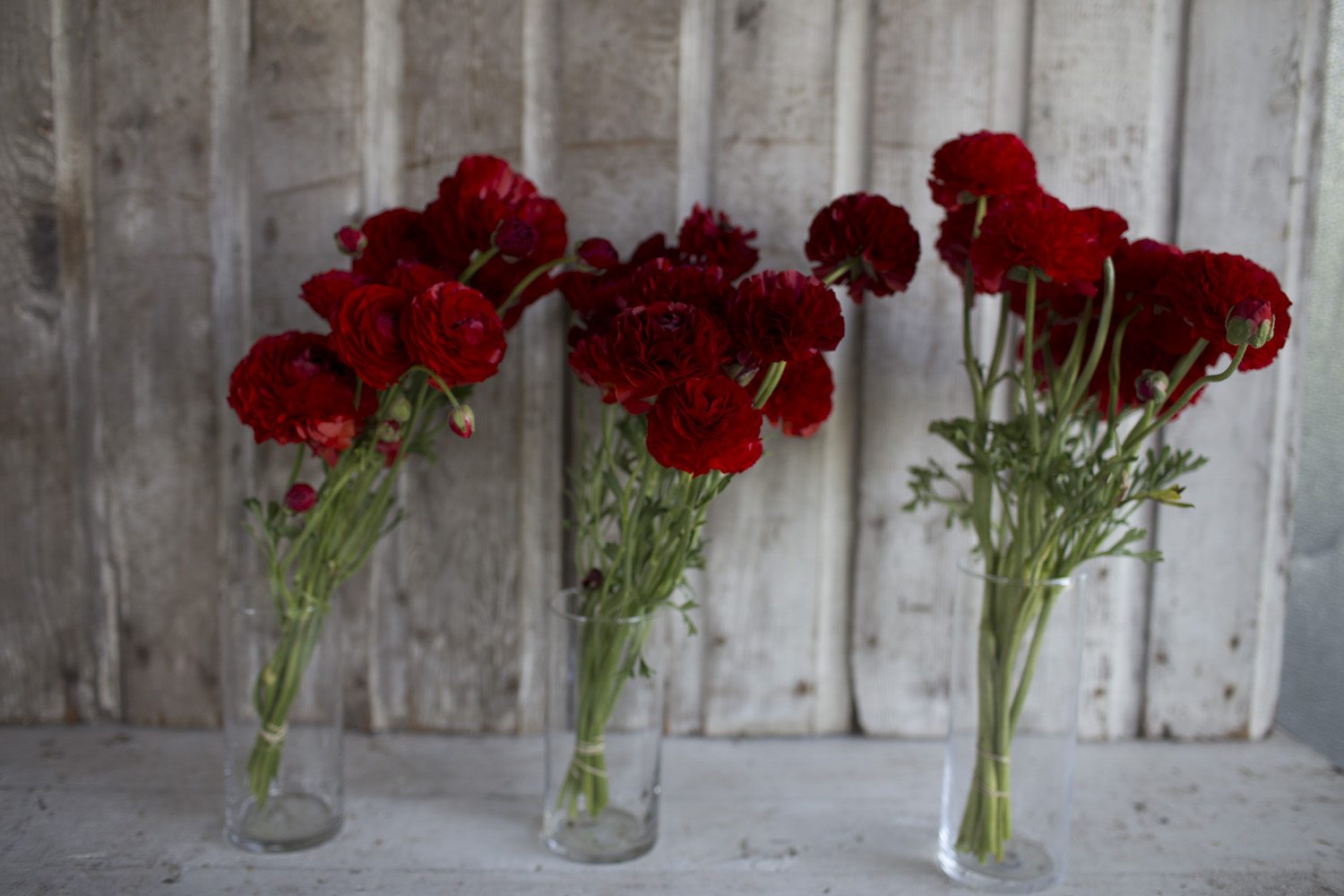 Vases of red flowers