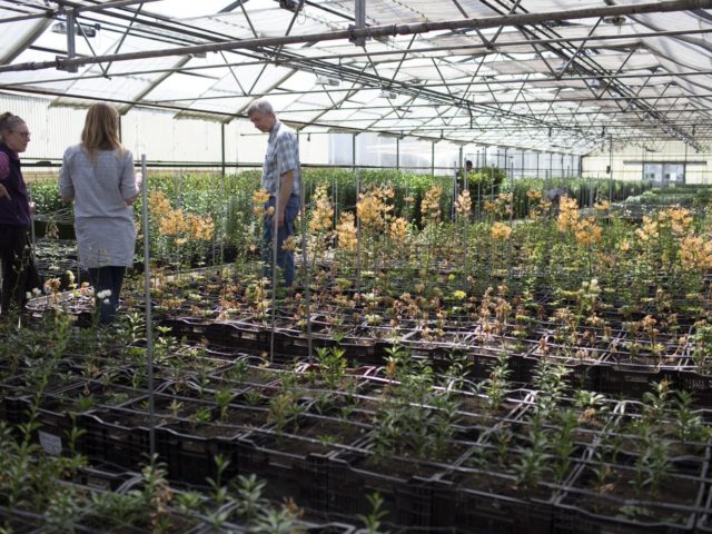 Three people in a greenhouse with crates of flowers