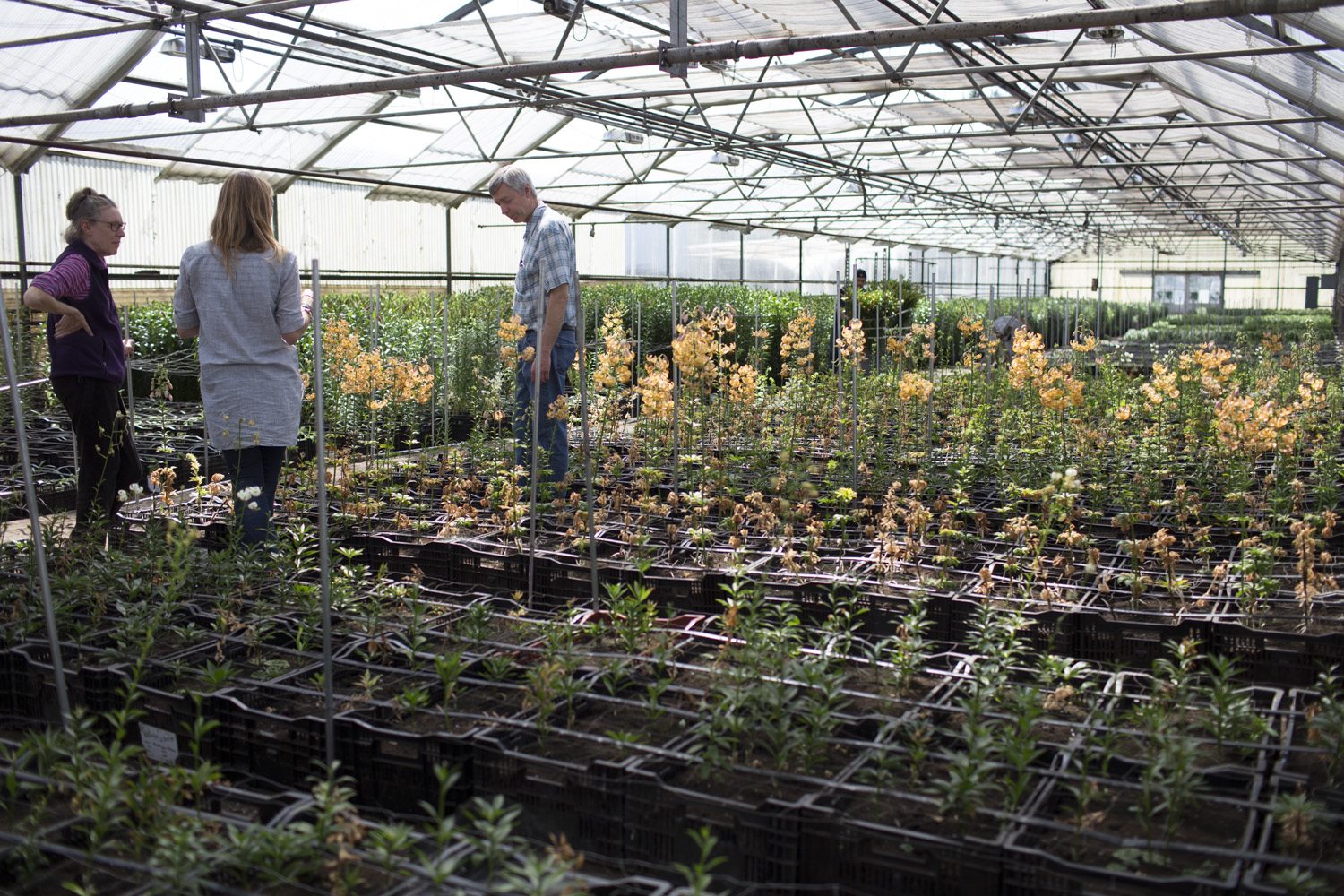 Three people in a greenhouse with crates of flowers