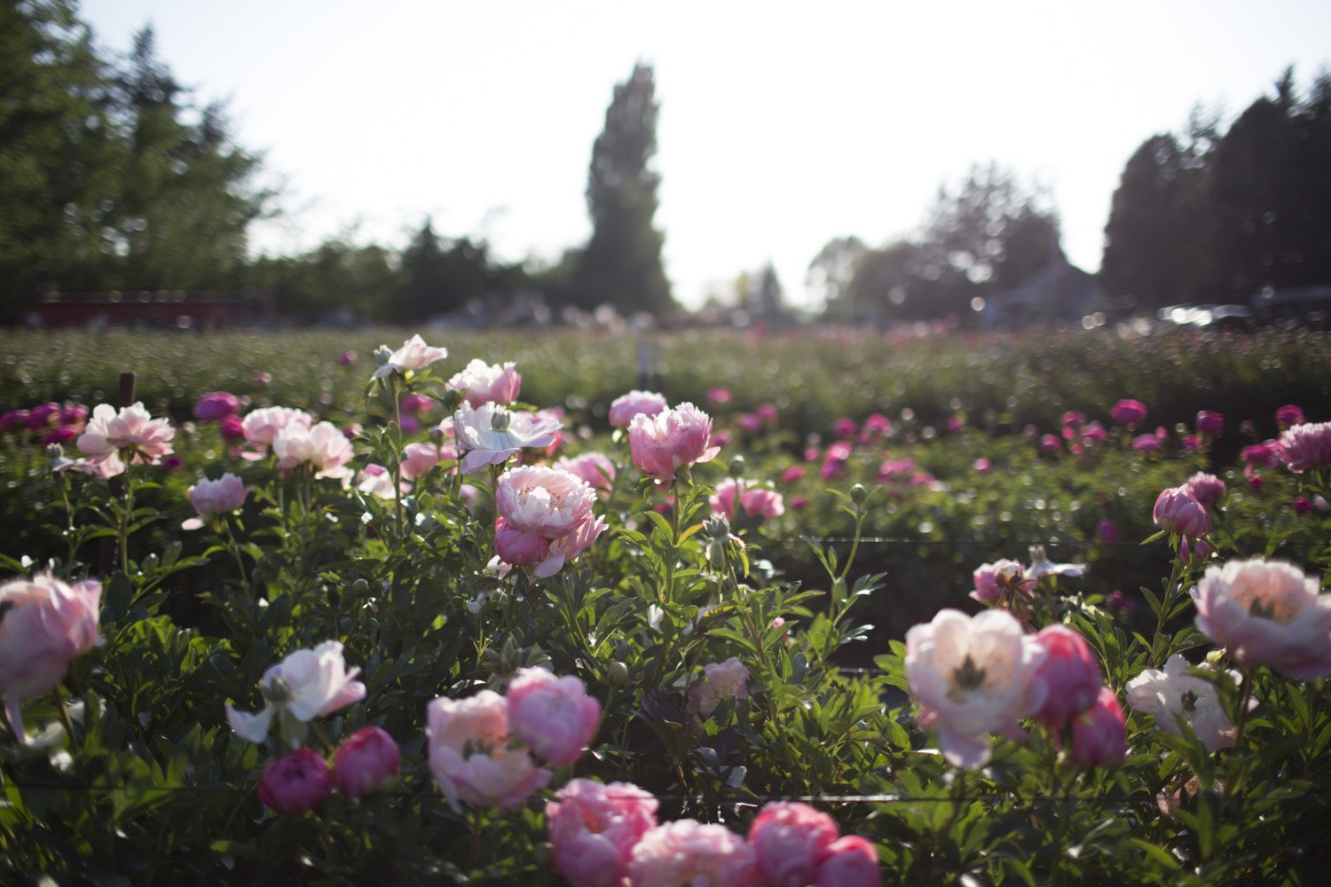 Peonies growing in a field