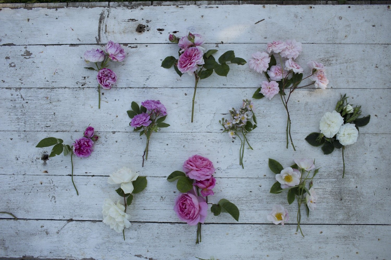 Roses on a white background