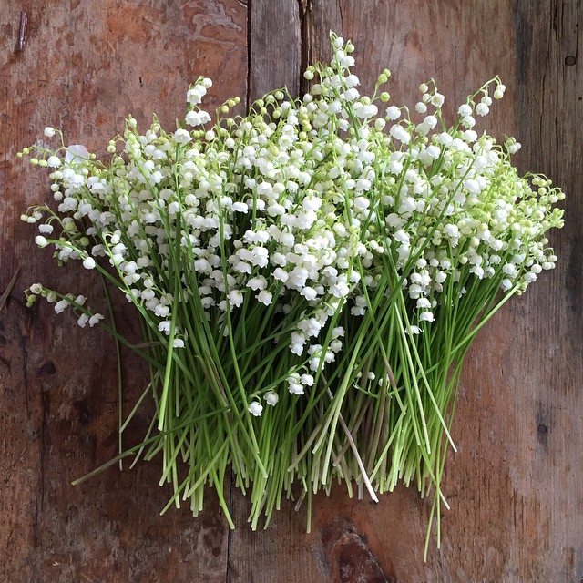 Snowdrop flowers