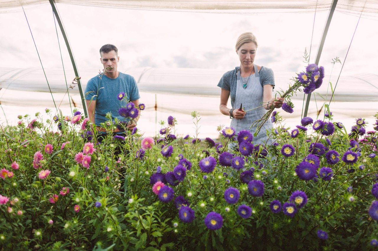 Erin and Chris Benzakein harvesting asters in a greenhouse