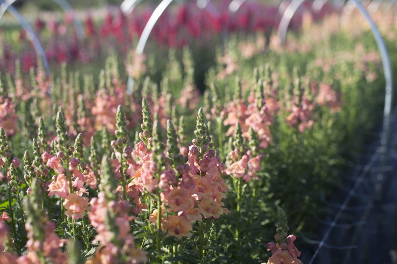 Snapdragons growing in a field