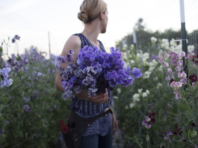 Erin Benzakein holding a bunch of sweet peas