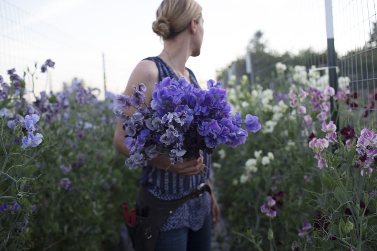 Erin Benzakein holding a bunch of sweet peas