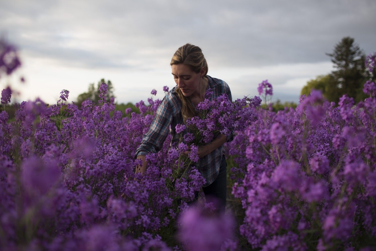 Erin Benzakein harvesting flowers in the field