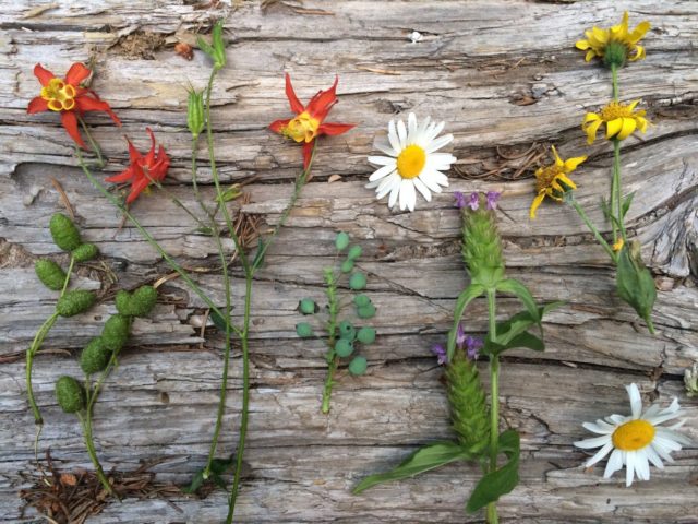 Wildflowers laid out on a log