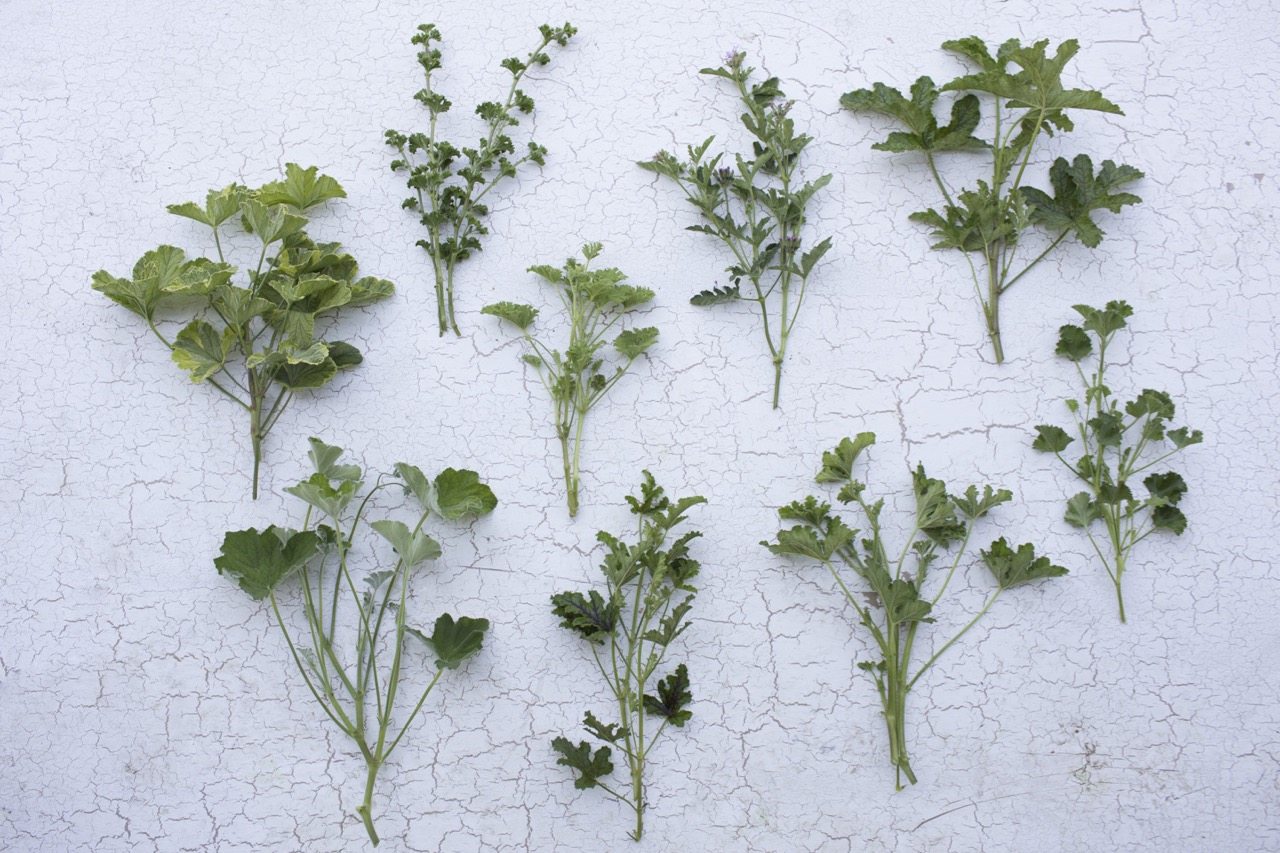 Foliage laid flat on a white background