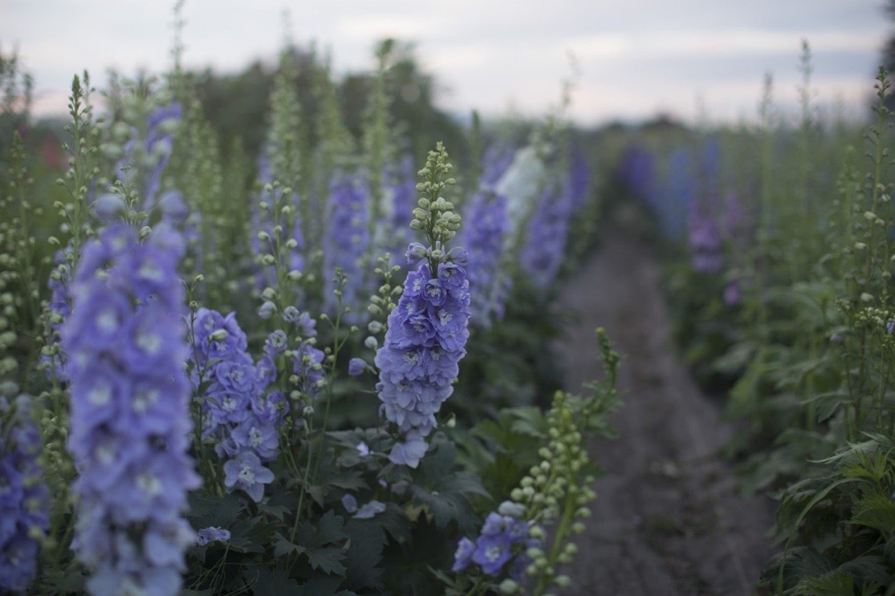 Flowers growing in a field