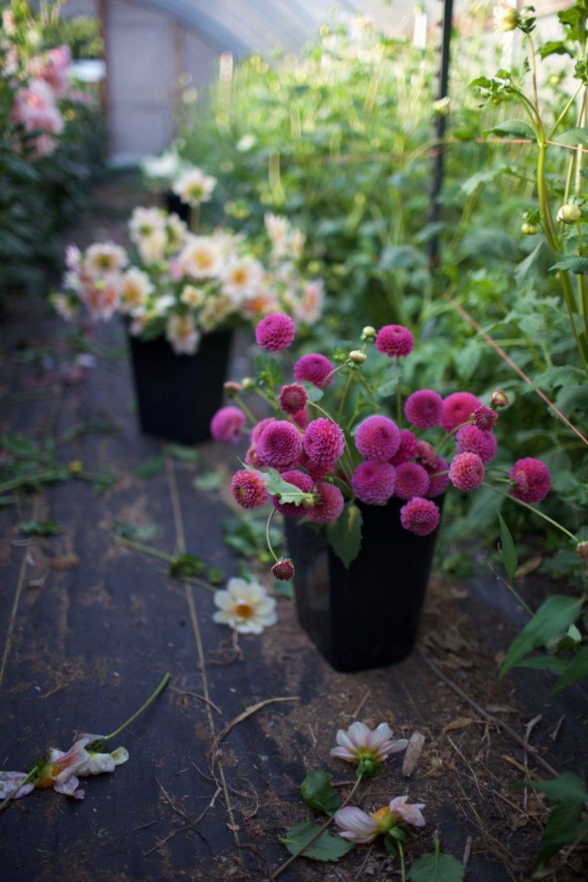 Buckets of dahlias in a greenhouse