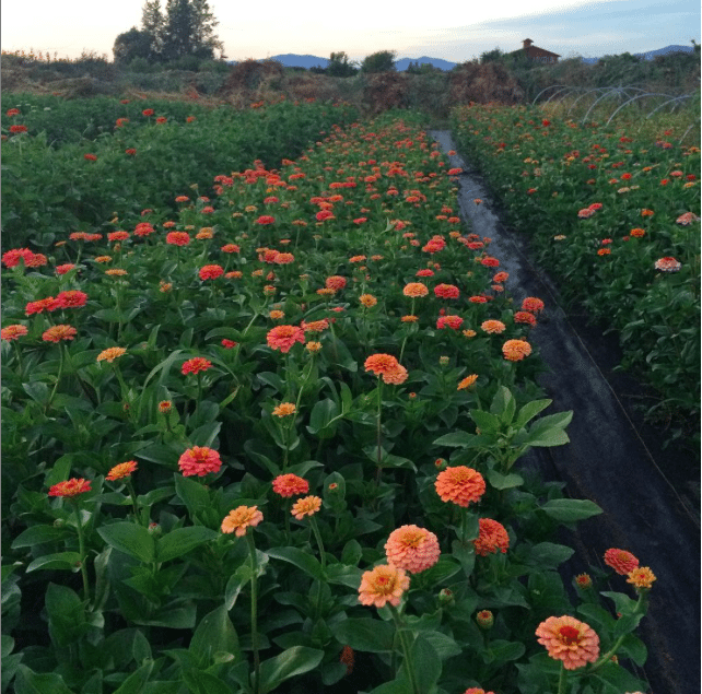 Rows of zinnias growing in a field